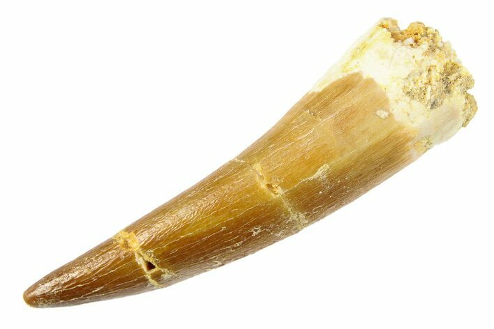 Fossil Plesiosaur (Zarafasaura) Tooth - Morocco #297880